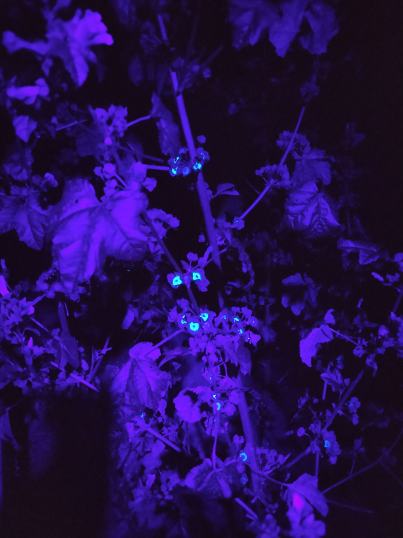 malvensamen_fluoreszenz_10