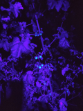malvensamen_fluoreszenz_10