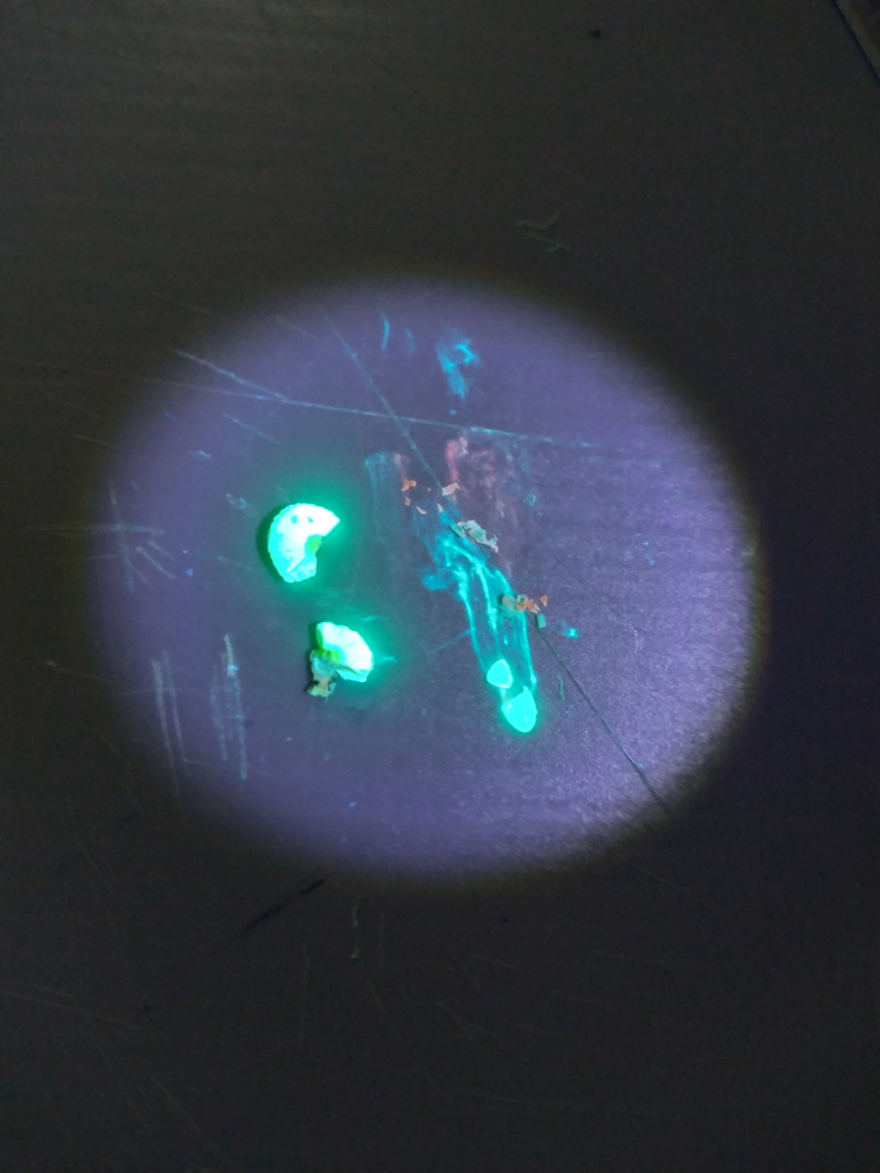 malvensamen_fluoreszenz_{NUM}