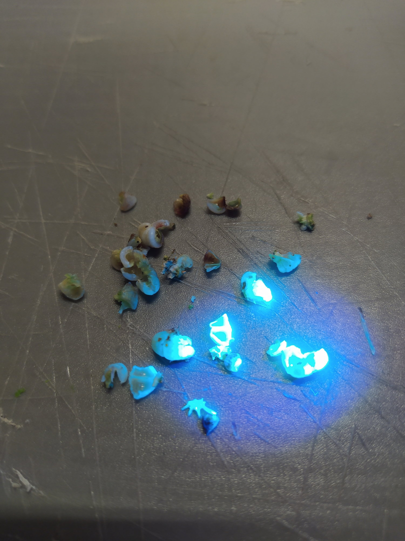 malvensamen_fluoreszenz_12