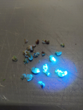 malvensamen_fluoreszenz_12