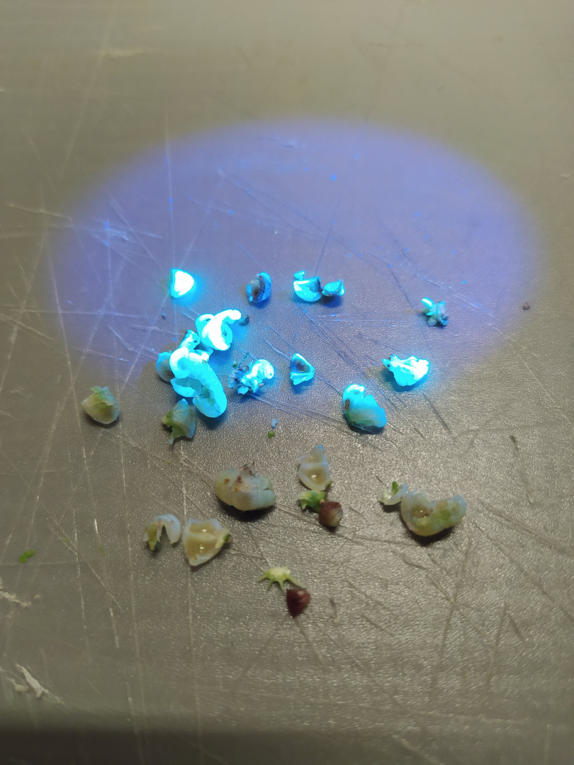 malvensamen_fluoreszenz_13