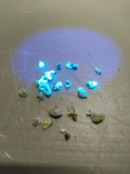malvensamen_fluoreszenz_13