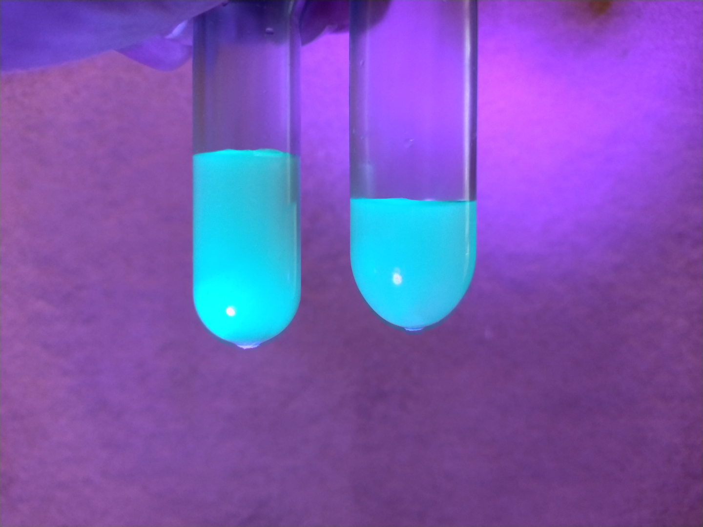 malvensamen_fluoreszenz_18