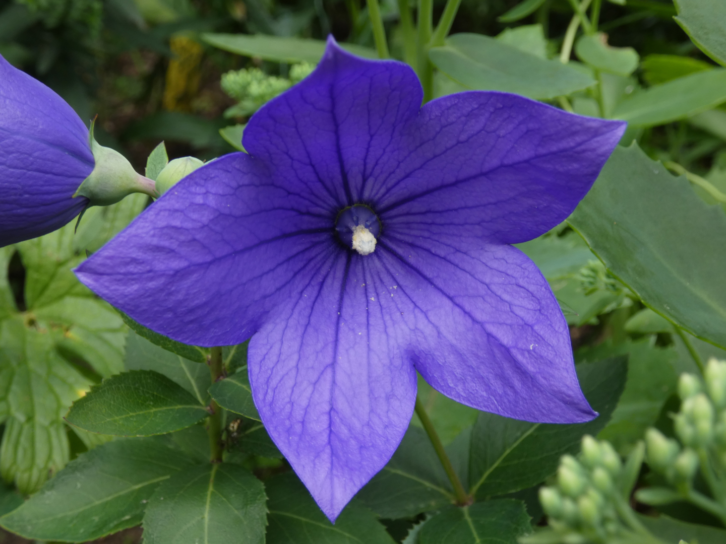 Ballonblume      Platycodon grandiflorus