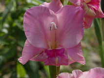 Gladiole     Gladiolus