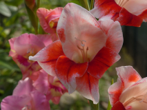 Gladiole     Gladiolus