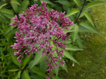 Wasserdost    Eupatorium