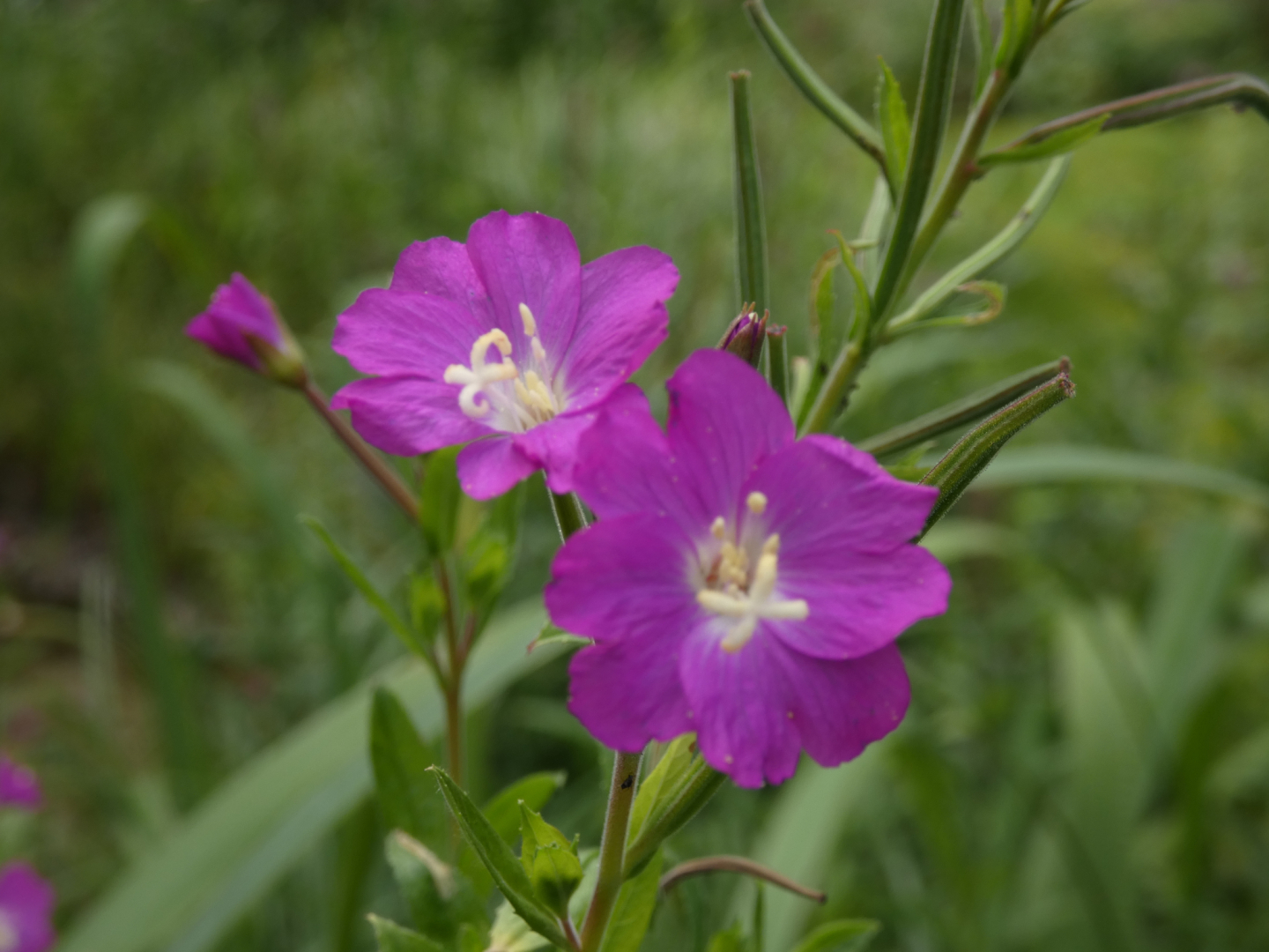 Weidenröschen   Epilobium hirsutum