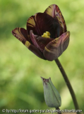 Tulpe Insulinde