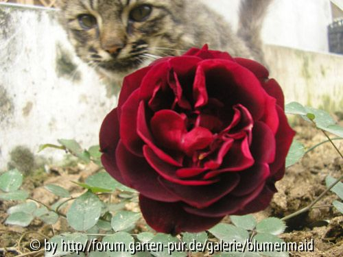 Francis Dubreuil mit Billie
