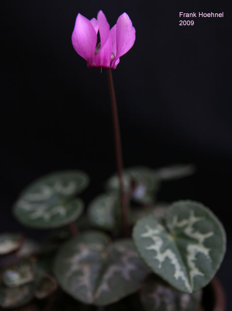 purpurascens-GreenIce