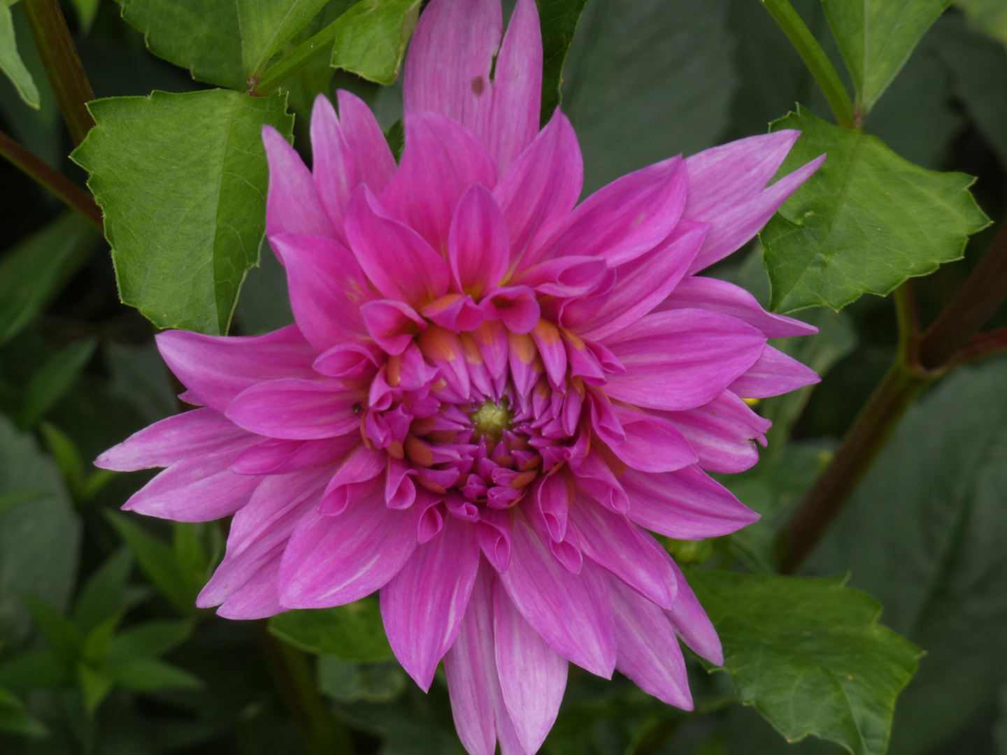 Dahlie   Dahlia