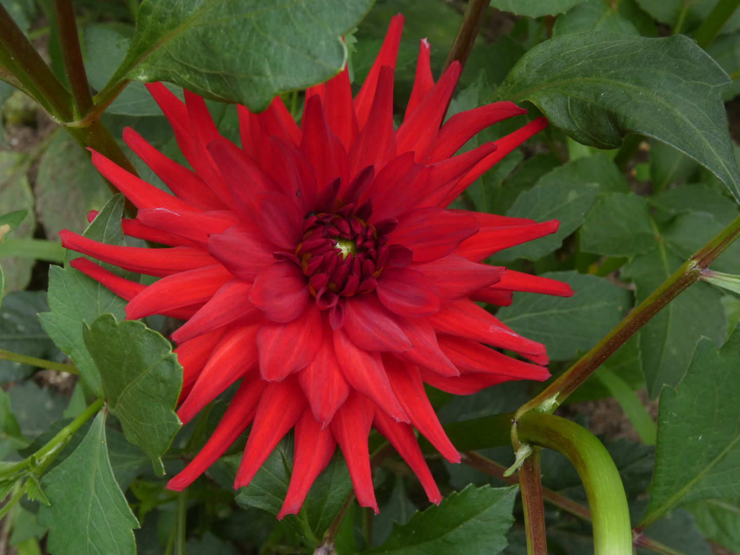 Dahlie   Dahlia