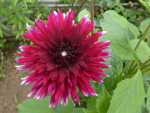 Dahlie   Dahlia