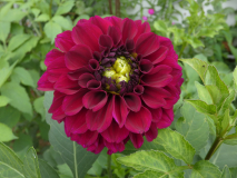 Dahlie   Dahlia