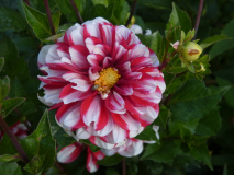 Dahlie   Dahlia