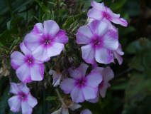 Flammenblume     Phlox
