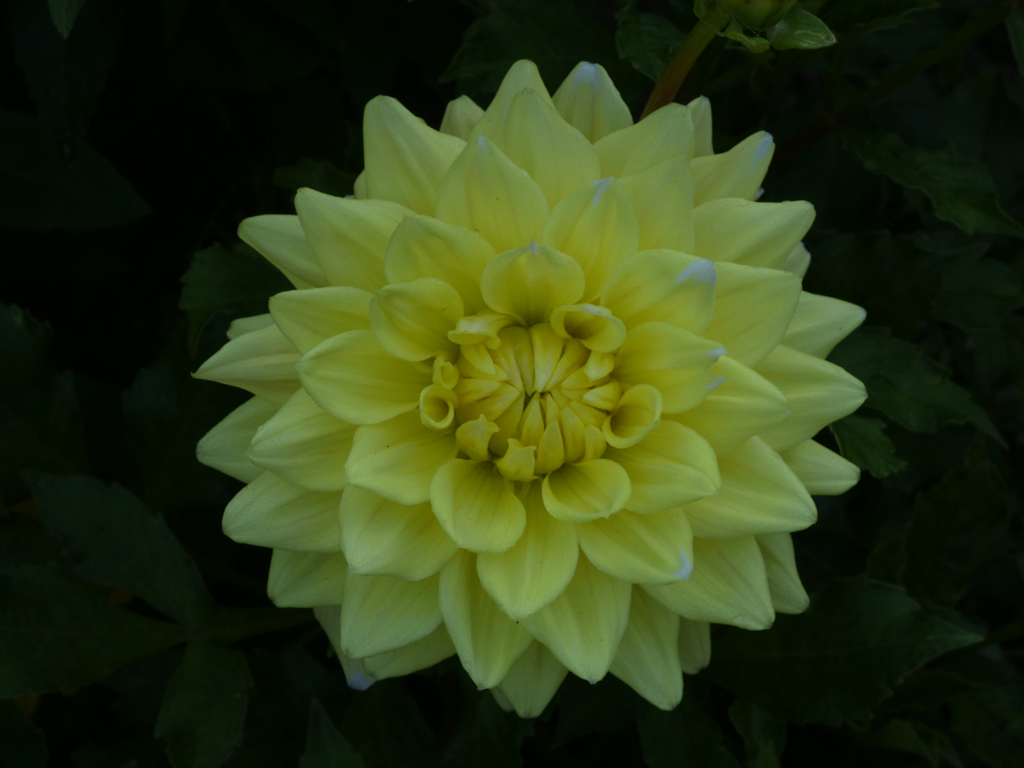 Dahlie   Dahlia