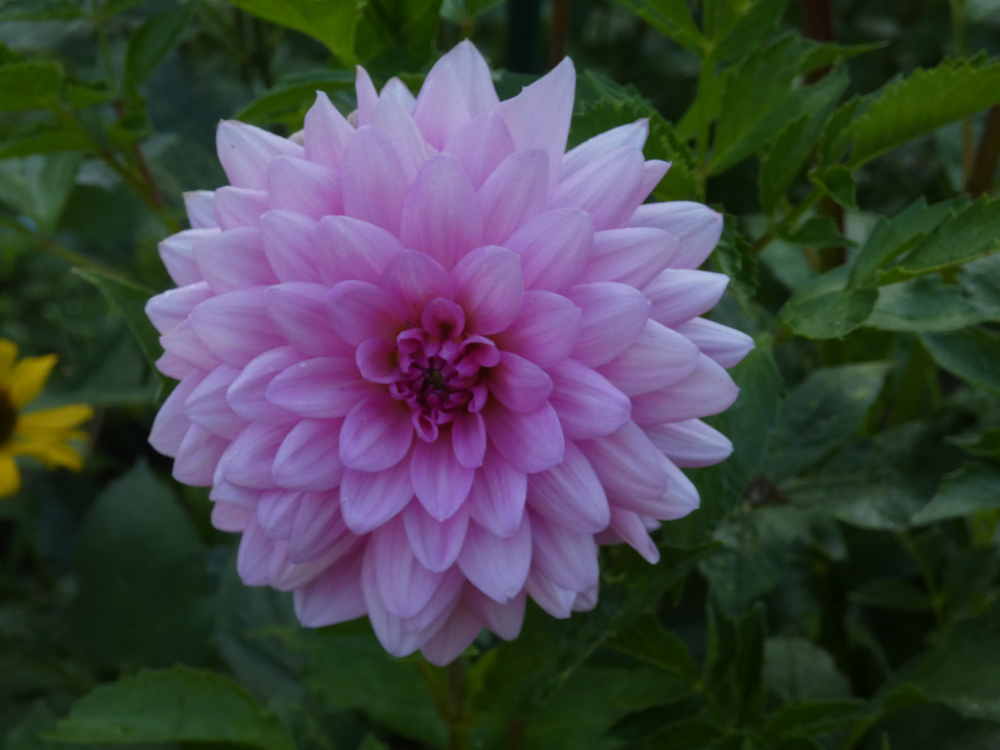 Dahlie   Dahlia