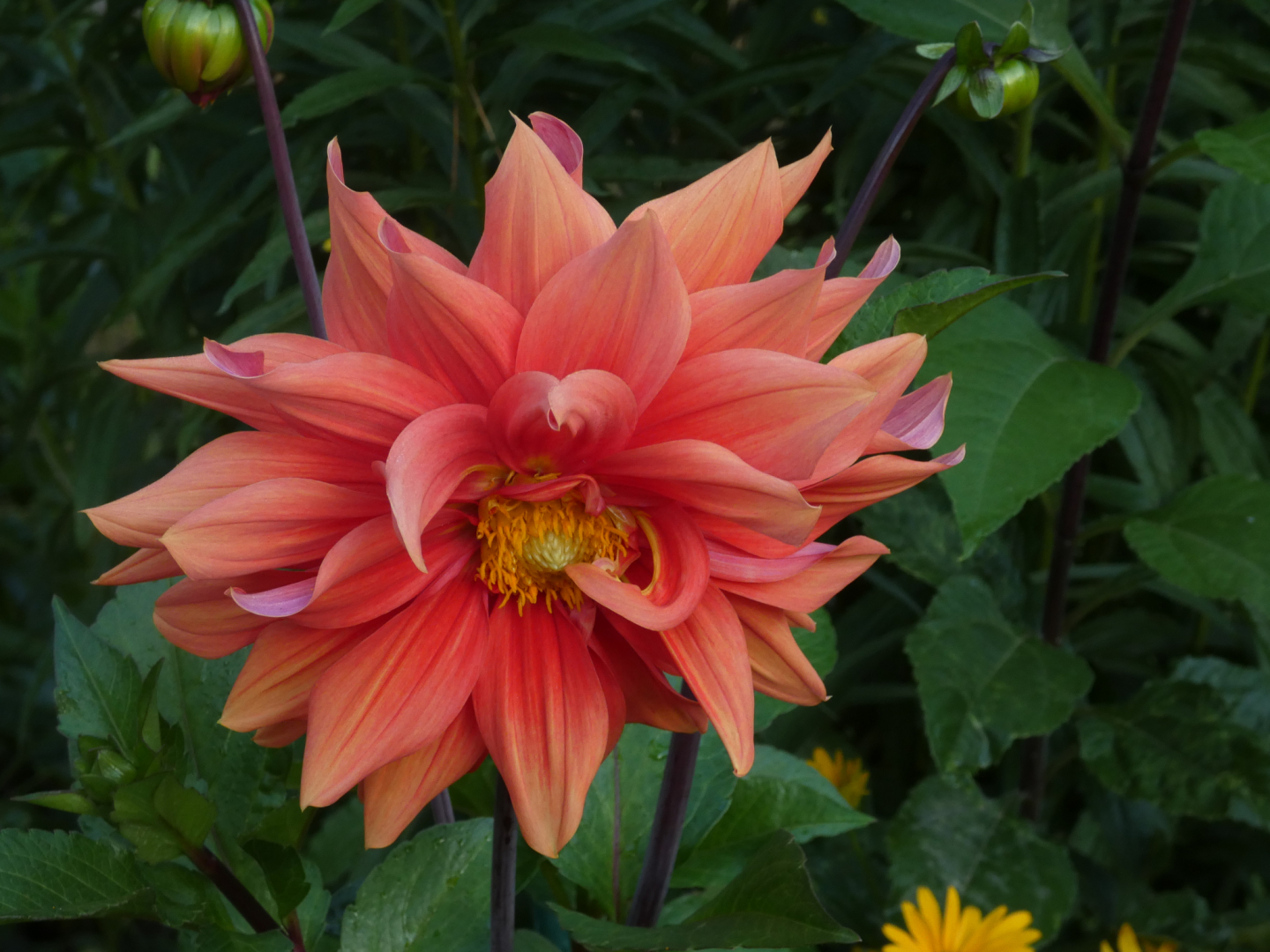 Dahlie   Dahlia