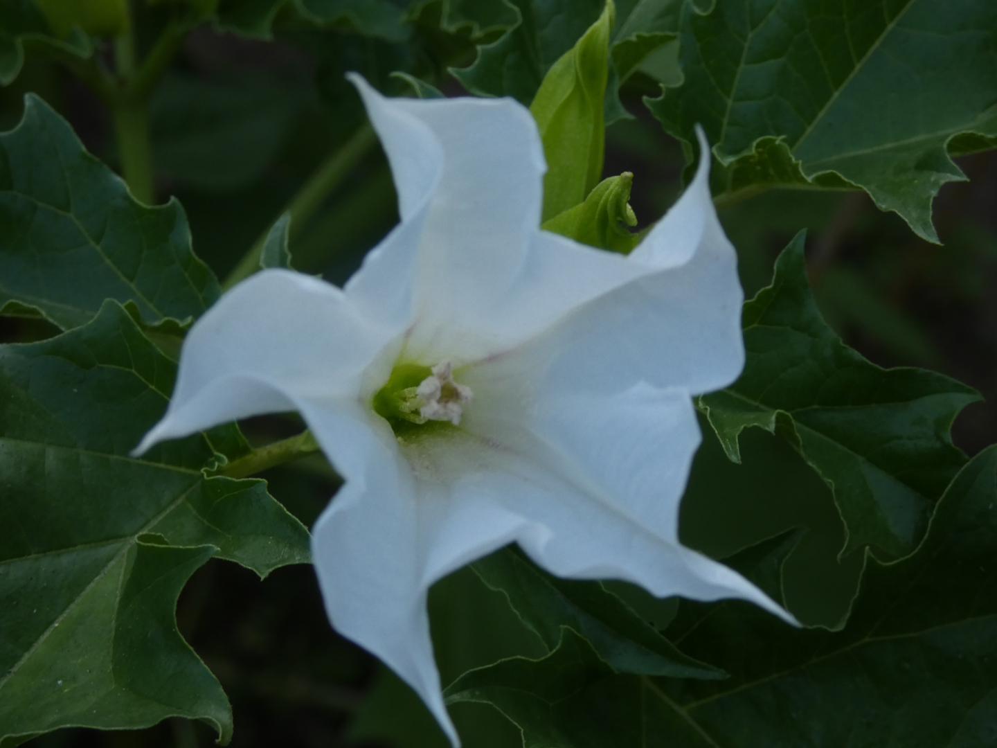 Stechapfel    Datura