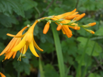 Montbretien Crocosmia