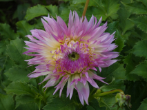 Dahlie   Dahlia