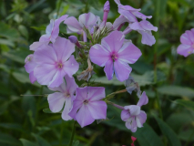 Flammenblume     Phlox