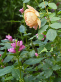 P8142480