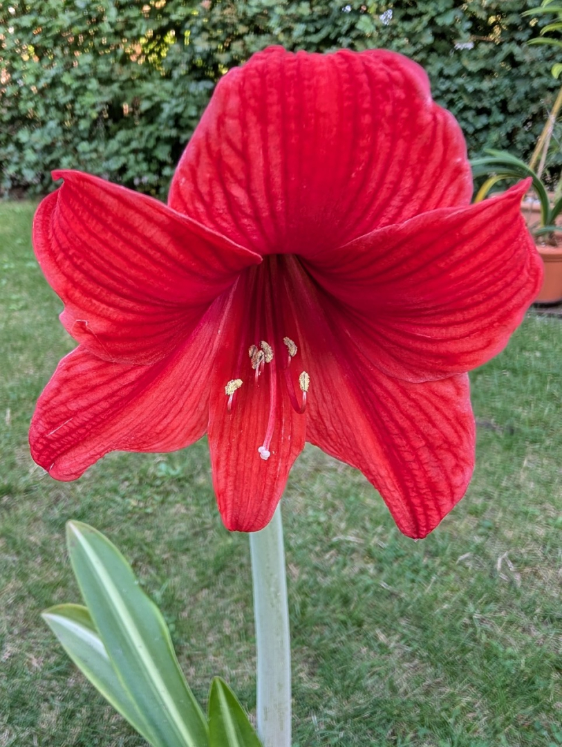 reticulatum x (papilio x bukasovii) front