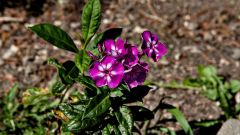 phlox-laura