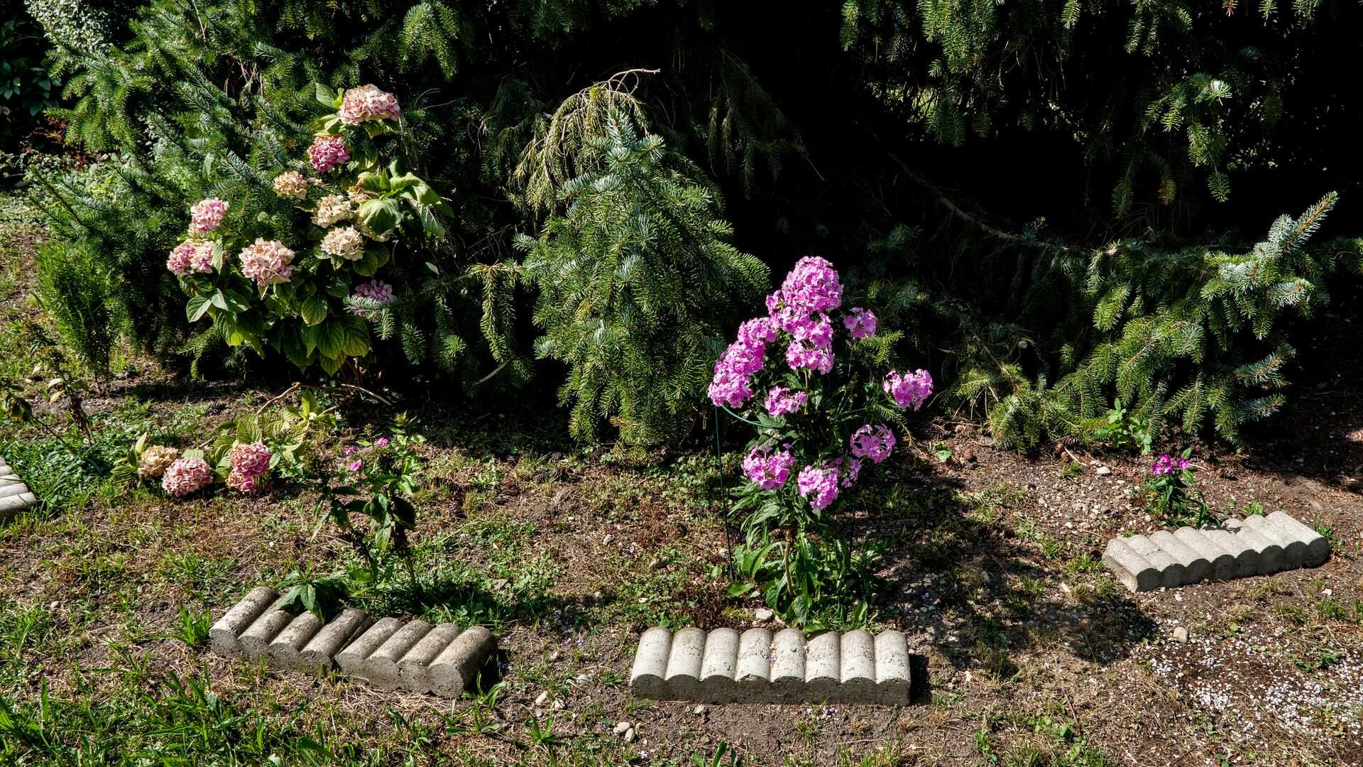 phlox-vor-fichte