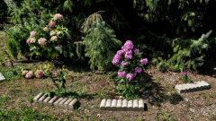 phlox-vor-fichte