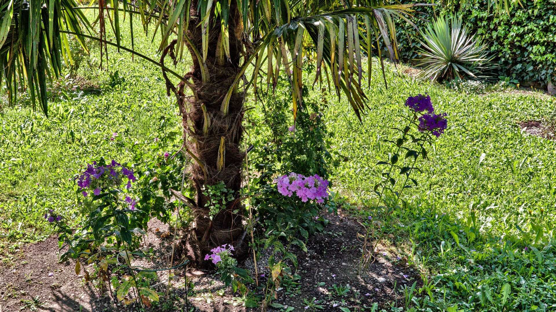 phlox-vor-palme