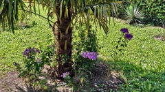 phlox-vor-palme