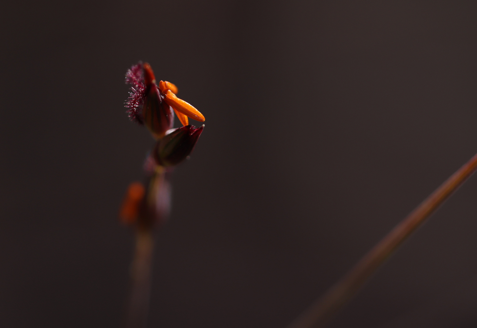 Panicum Heavy Metal 01