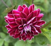 Purple Pearl