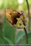 Tulpe Insulinde