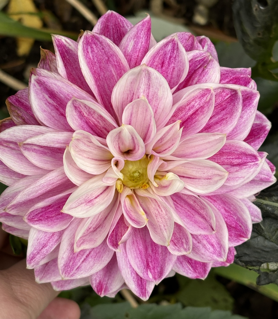 Purple Pearl Herbst