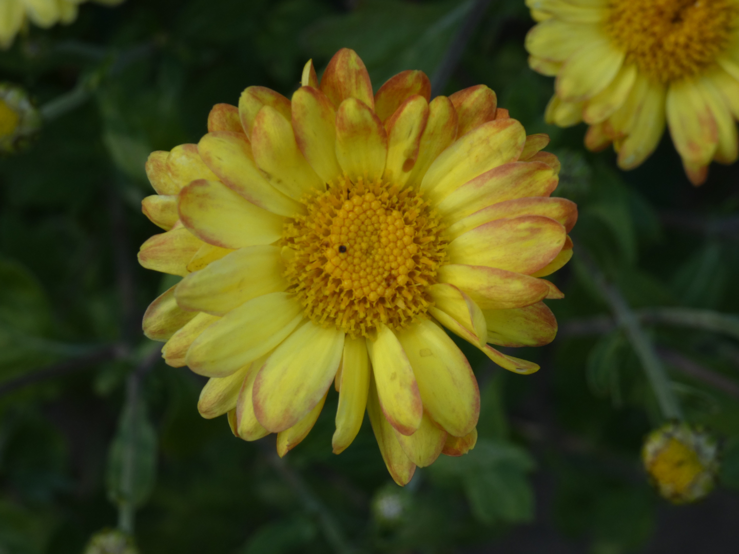 Winteraster Chrysanthemum