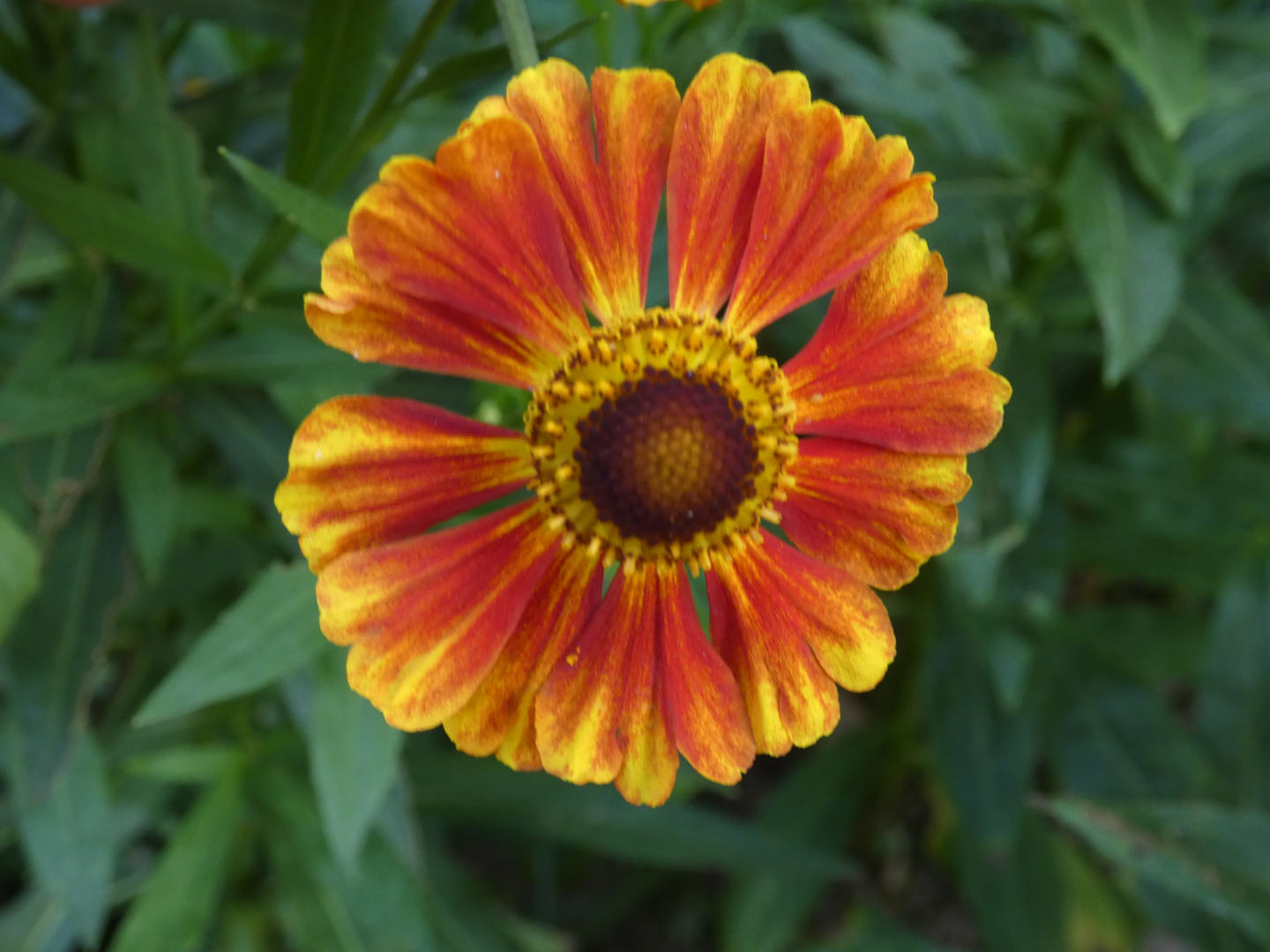Sonnenbraut    Helenium