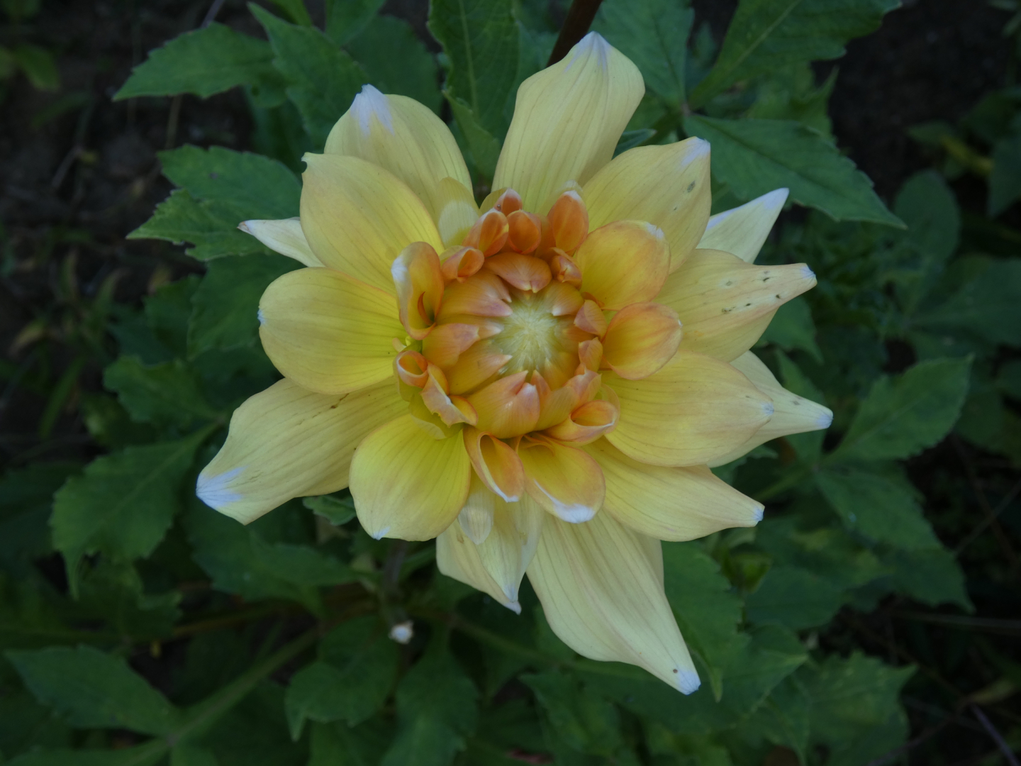 Dahlie   Dahlia