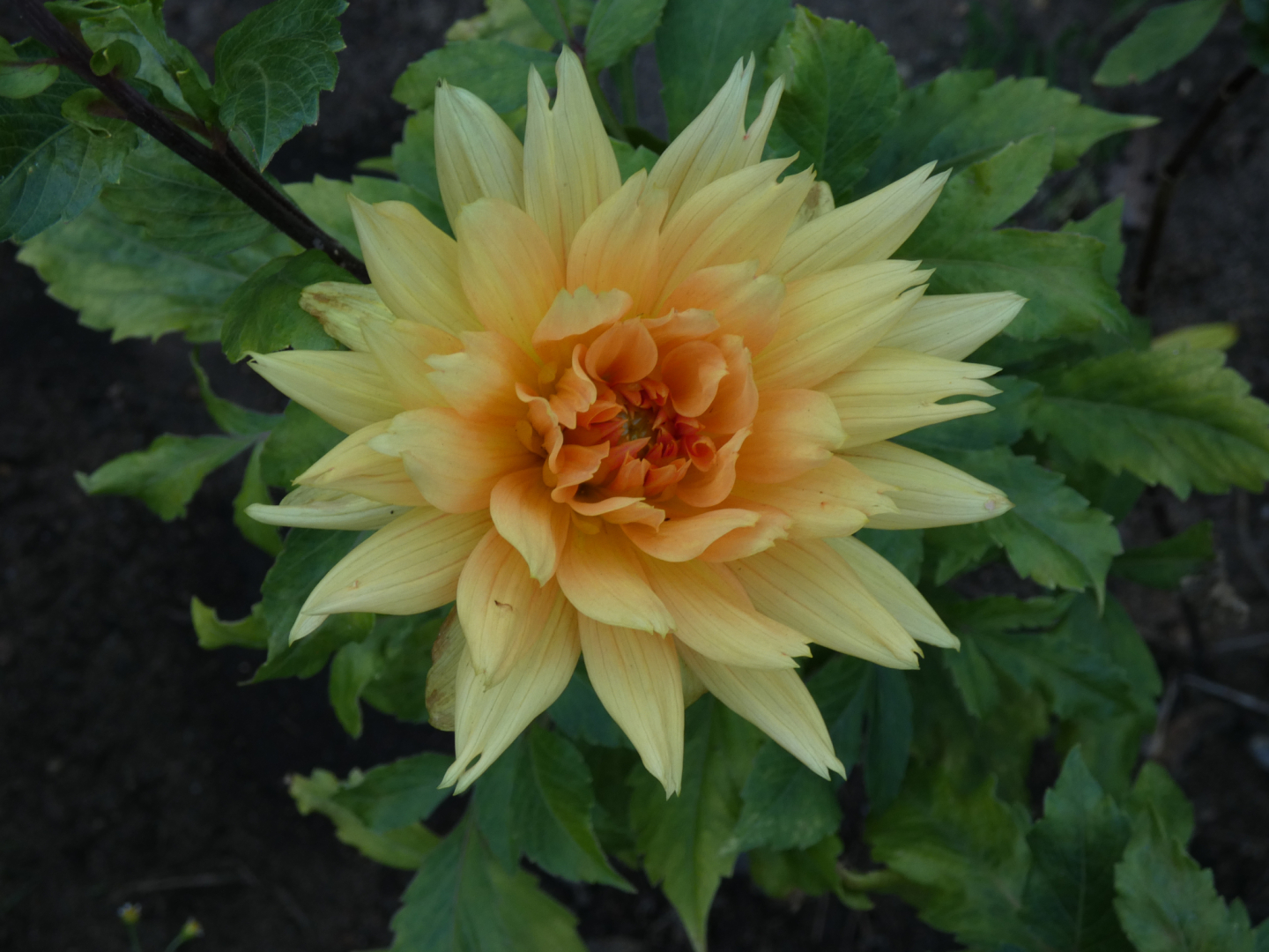 Dahlie   Dahlia