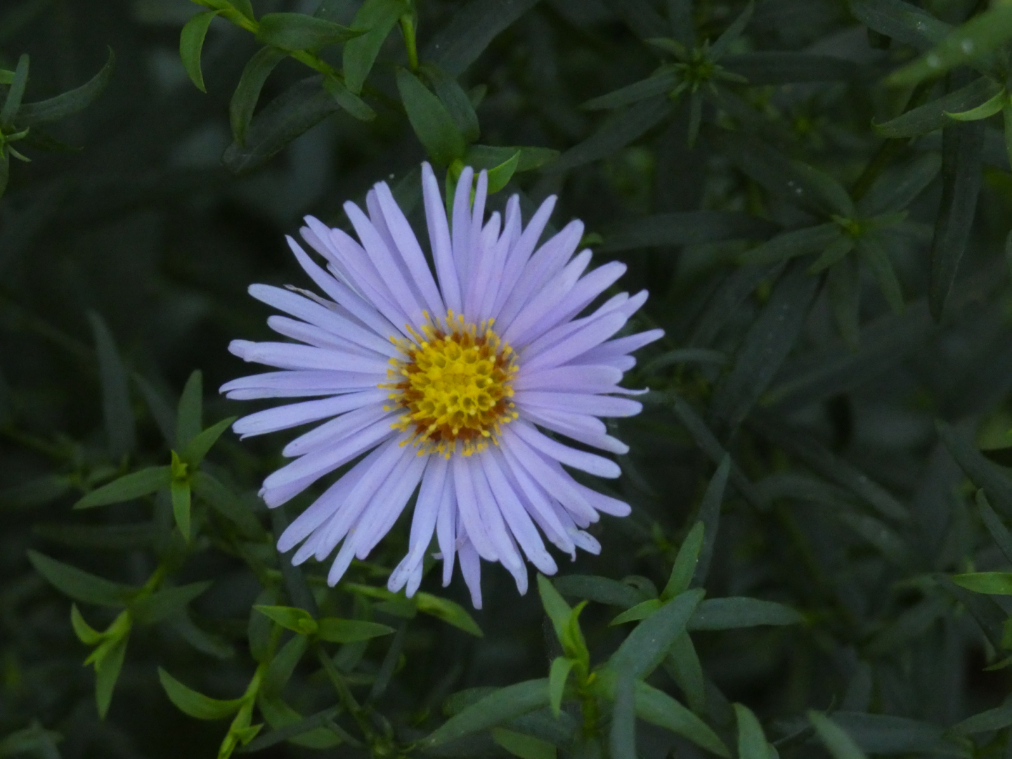 Herbstaster