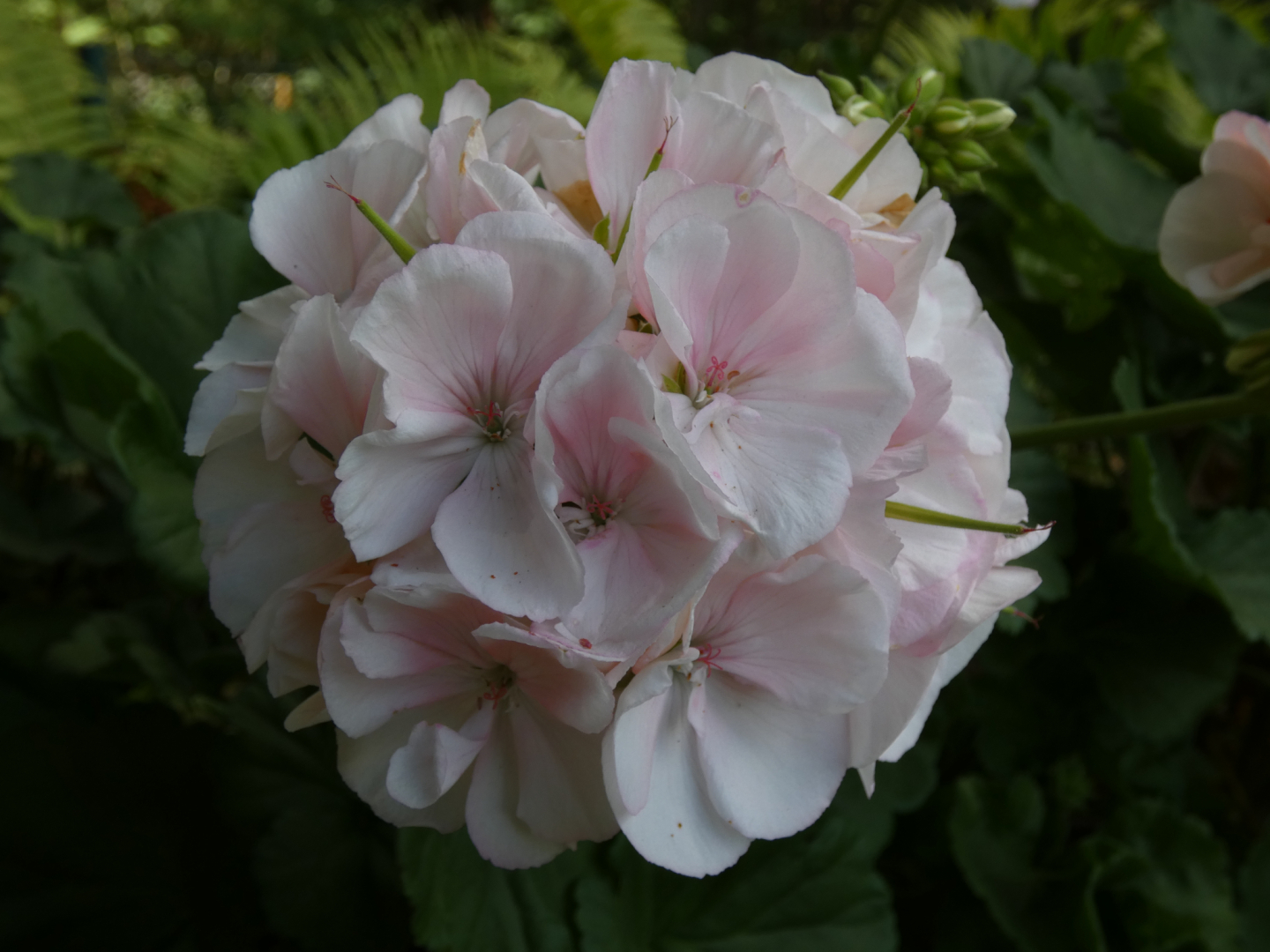 Geranie    Pelargonie