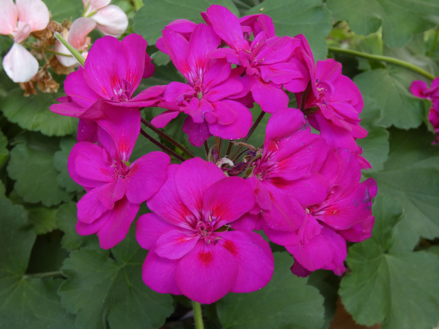 Geranie    Pelargonie