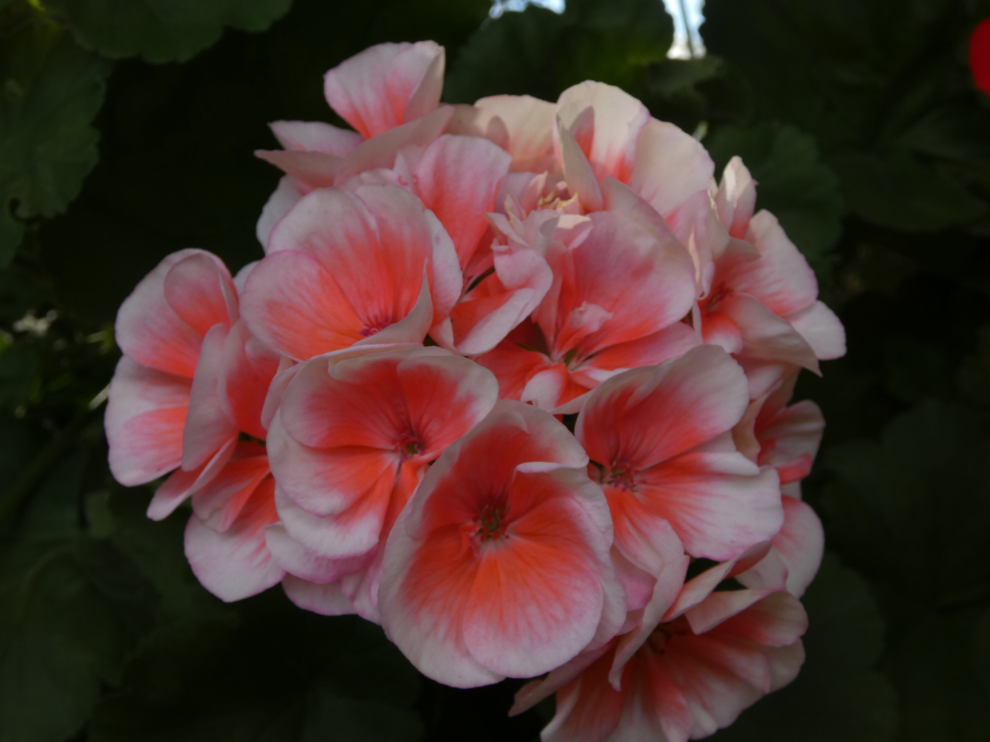 Geranie    Pelargonie