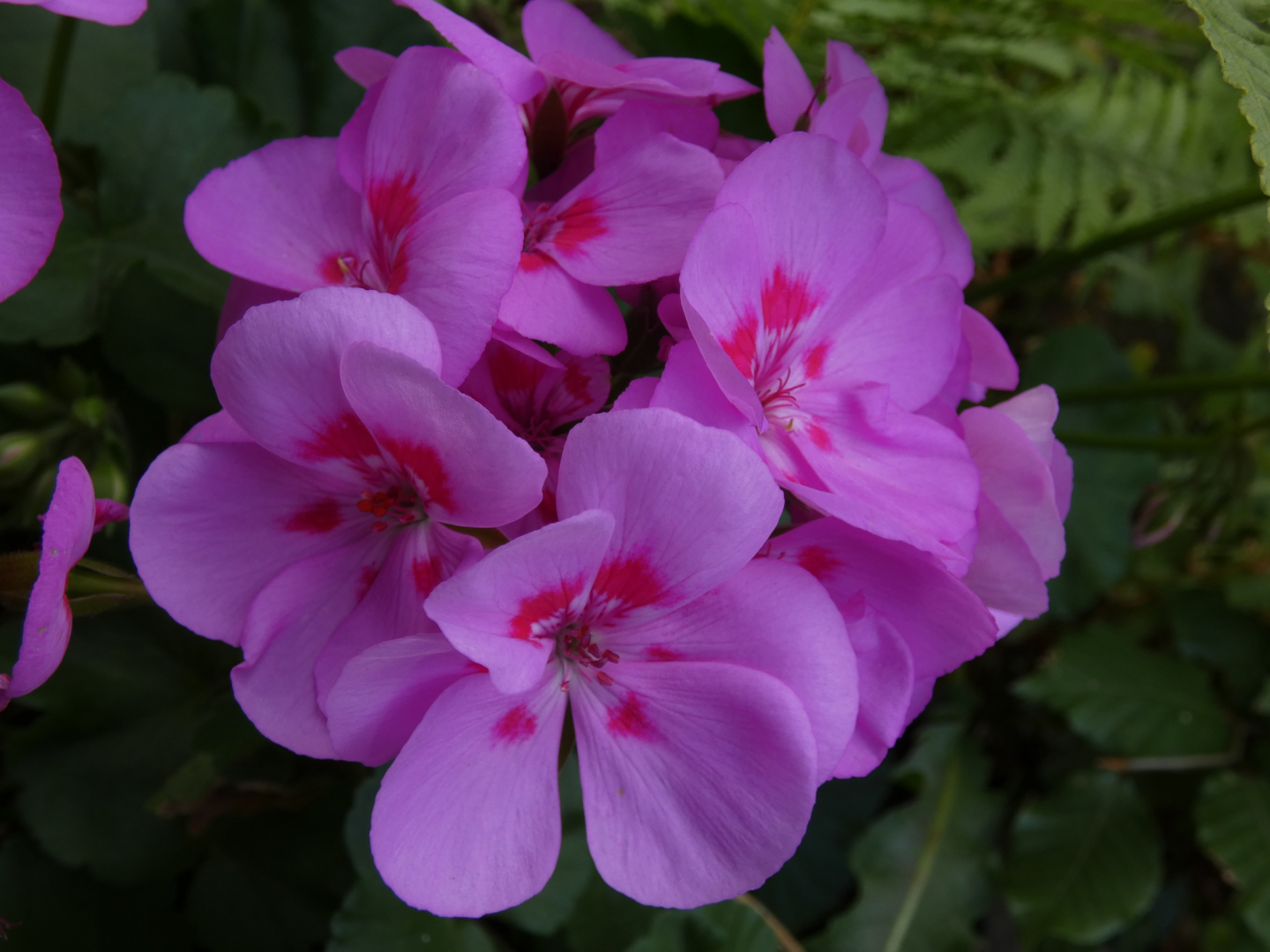 Geranie    Pelargonie