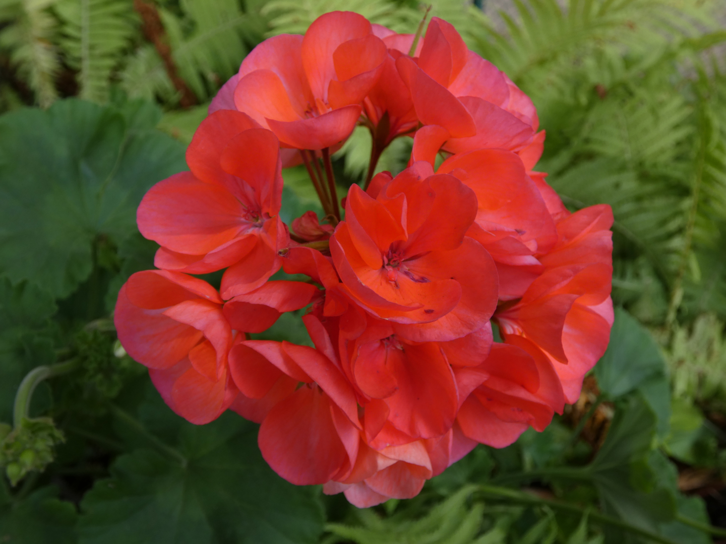 Geranie    Pelargonie